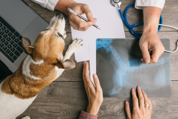 dog patient vet