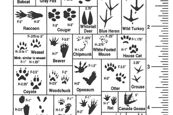 Kentucky Department of Fish and Wildlife Pocket Guide