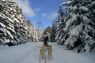 Dog Sledding