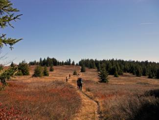 Back Packing Dolly Sods