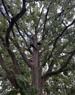 Tree Canopy Cats Climb