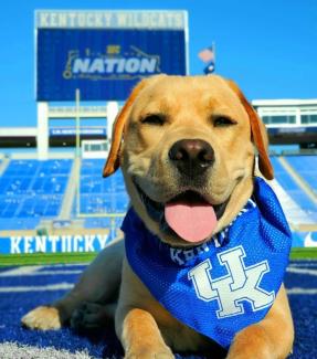 Dog wearing UK bandana