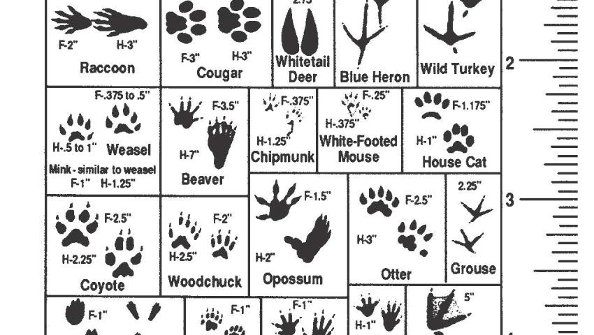 Kentucky Department of Fish and Wildlife Pocket Guide