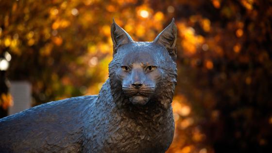 The camera focuses on the dark brown Bowman cat statue on a backdrop of unfocused autumn foliage.