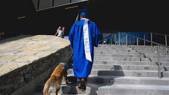 UK graduating student and service dog walk up the steps at UK's 2023 Commencement Ceremony.