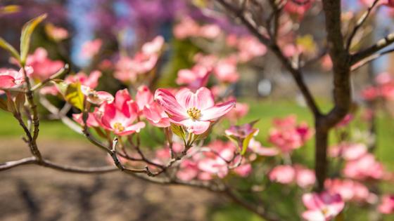 Spring flowering trees on UK campus