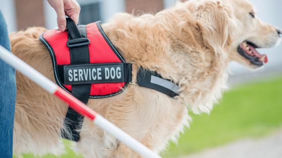 Handler with a service dog and a white cane.