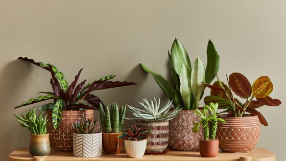 A group of plants sits on a shelf